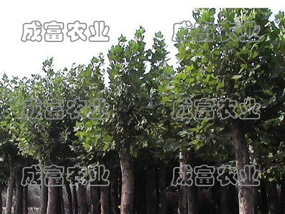 法桐