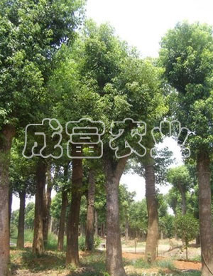 香樟樹