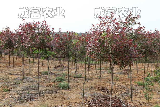 紅葉石楠